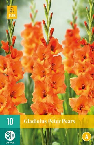 Gladiool Peter Pears Gladiolus