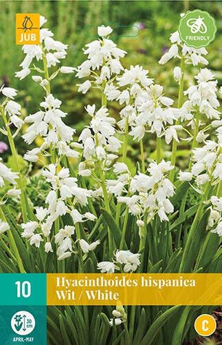 Hyacinthoides Hispanica Wit â" Spaanse Boshyacinten