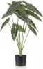 Wants&Needs Plants Kunstplant Alocasia 80cm online kopen