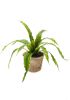 Wants&Needs Plants Kunstplant Fern Asplenium 30cm online kopen