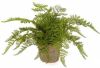 Merkloos Groene Kunstplant Varen Plant In Pot Kunstplanten online kopen