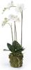 Emerald Kunstplant vlinderorchidee 70 cm wit online kopen