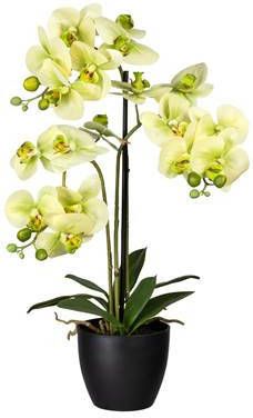 Kopu ® Kunstbloem Orchidee 65 cm Groen met zwarte Schaal Phalenopsis