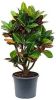 Croton(Codiaeum)variegatum 'Petra' Vertakt online kopen