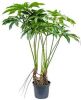 Plantenwinkel.nl Philodendron fun bun L kamerplant online kopen