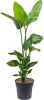 Plantenwinkel.nl Strelitzia nicolai P kamerplant online kopen