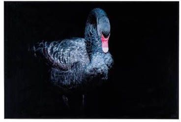 PTMD Melani Glass Art wall picture black swan