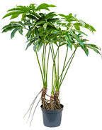 Wants&Needs Plants Kunstplant Areca Palm Goud 105cm