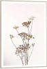 Reinders! Wanddecoratie Ingelijste print berenklauw natuur plant gedroogd bloemen(1 stuk ) online kopen