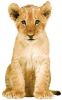 KEK Amsterdam Safari Friends Muursticker Leeuwenwelp online kopen