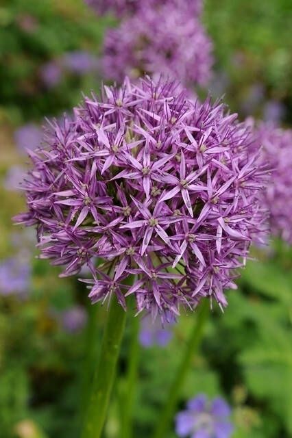 Koeman Flowerbulbs Alliums Aflatunense(Grootverpakking )