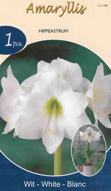Koeman Flowerbulbs Amaryllis Wit
