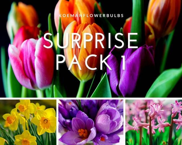 Koeman Flowerbulbs Bloembollen Surprise pack 1