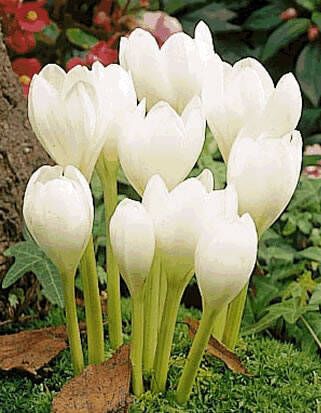 Koeman Flowerbulbs Colchicum autumnale Album