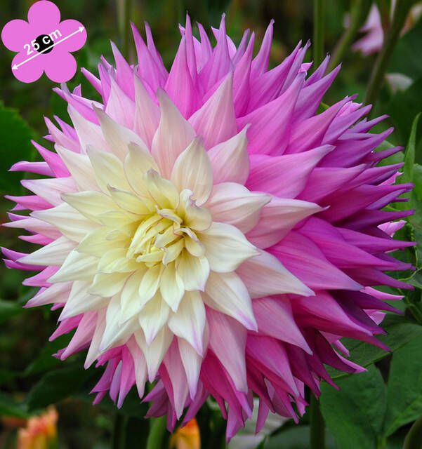 Koeman Flowerbulbs Dahlia Dinnerplate Sir Alfred Ramsey