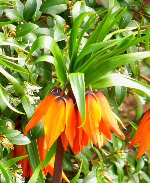Koeman Flowerbulbs Fritillaria Imperialis Aurora