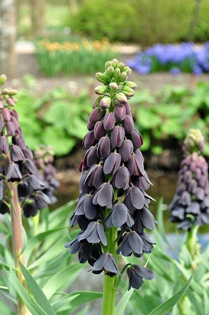 Koeman Flowerbulbs Fritillaria Persica