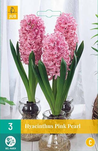 Koeman Flowerbulbs Hyacinthus Pink Pearl Hyacint voor kamercultuur
