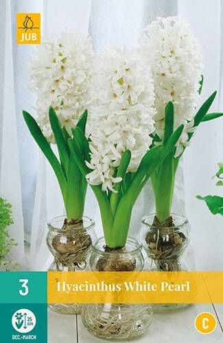 Koeman Flowerbulbs Hyacinthus White Pearl Hyacint voor kamercultuur