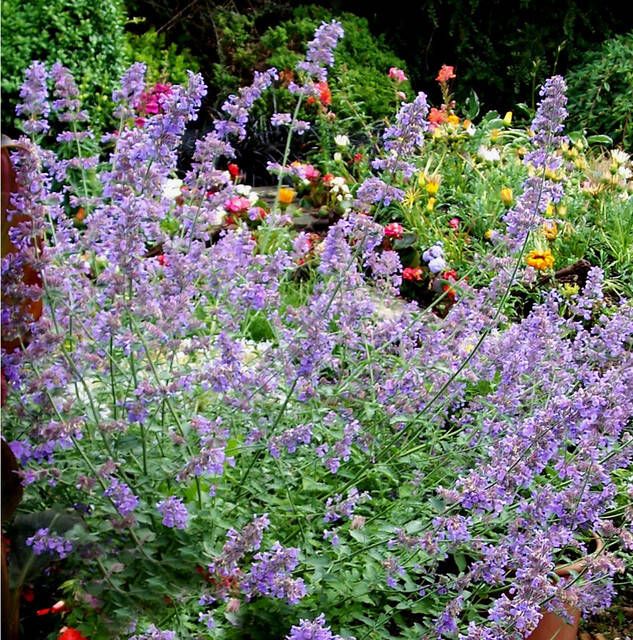 Koeman Flowerbulbs Kattenkruid Six Hills Giant Nepeta faassenii(Sixpack )