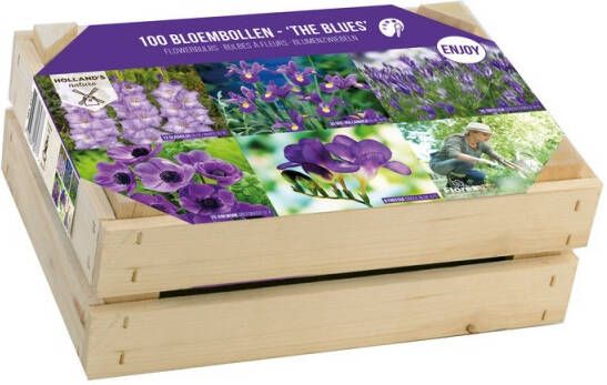 Kistje Bloembollen The Blues Blauwe Zomerbollen