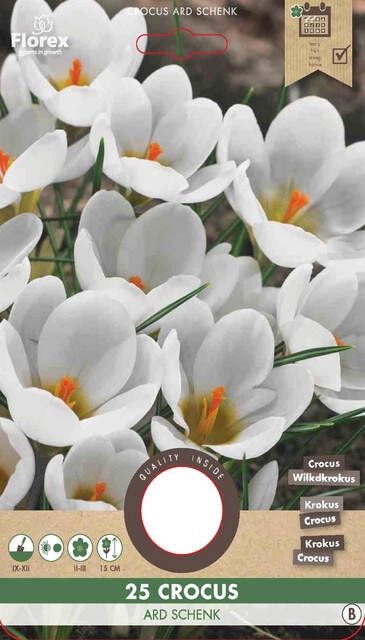 Koeman Flowerbulbs Krokus Ard Schenk