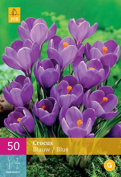 Koeman Flowerbulbs Krokus Blauw