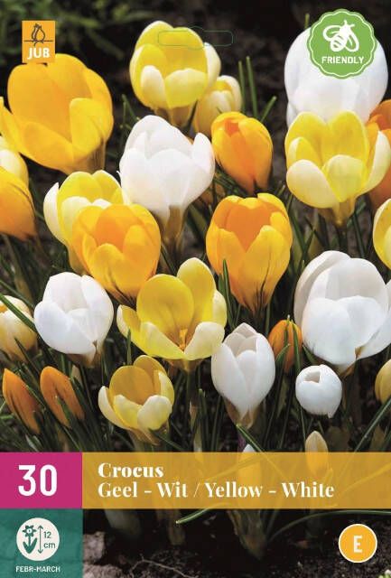 Koeman Flowerbulbs Krokus Geel & Wit