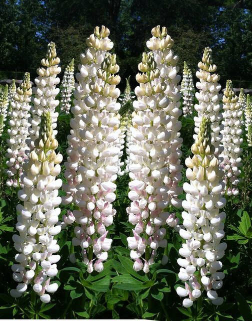 Koeman Flowerbulbs Lupine Wit Lupinus Gallery White