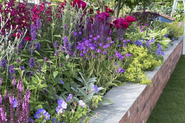 Koeman Flowerbulbs Tuinborder Lang Bloeiende Border Modeste Herwig