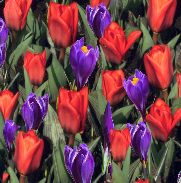 Koeman Flowerbulbs Tulp & Krokus Mix