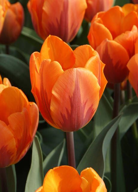 Koeman Flowerbulbs Tulp Prinses Irene