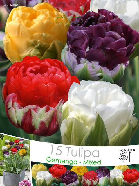 Koeman Flowerbulbs Tulpen Ice Cream Mix