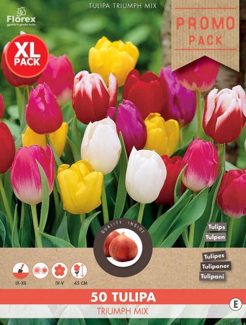 Koeman Flowerbulbs Tulpen Triumph Mix